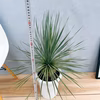 【在庫】　ユッカ　ロストラータ　サファイアスカイズ　8号　観葉植物　レア