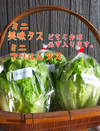 淡路島の恵おまかせミニお野菜セット追記読んでね