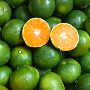 和歌山産　極早生　みかん　超小粒　採れたて新鮮