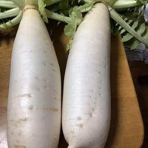 自然栽培　三浦大根2本　農薬、肥料、除草剤　不使用　