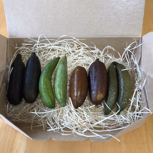 【贈答用】フィンガーライム 8本箱入り　約100ｇ（2～4品種）