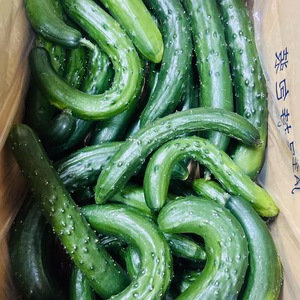 感謝セール！【訳ありお買い得】朝採れ新鮮！漬物用きゅうり５ｋｇ(曲がり・傷アリ)
