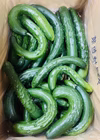 【訳ありお買い得】朝採れ新鮮！漬物用きゅうり５ｋｇ(曲がり・傷アリ)