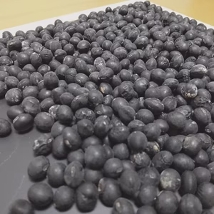 【自然栽培】B品 丹波黒大豆450g★農薬肥料不使用の兵庫県産黒豆 令和６年産