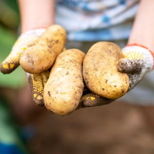＼送料無料 ／ じゃがいも【1kg】【 秋季限定 】