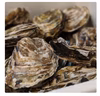 11/26発送【殻付き】わたゆき牡蠣♪生も半生も。冬のサロマ湖より