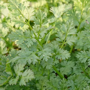 「貴婦人のパセリ」ことセルフィーユ‼️