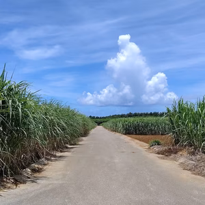 ★ななな様専用です★