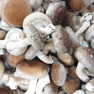 最北の産地からお届け！菌床生しいたけ1.8kg