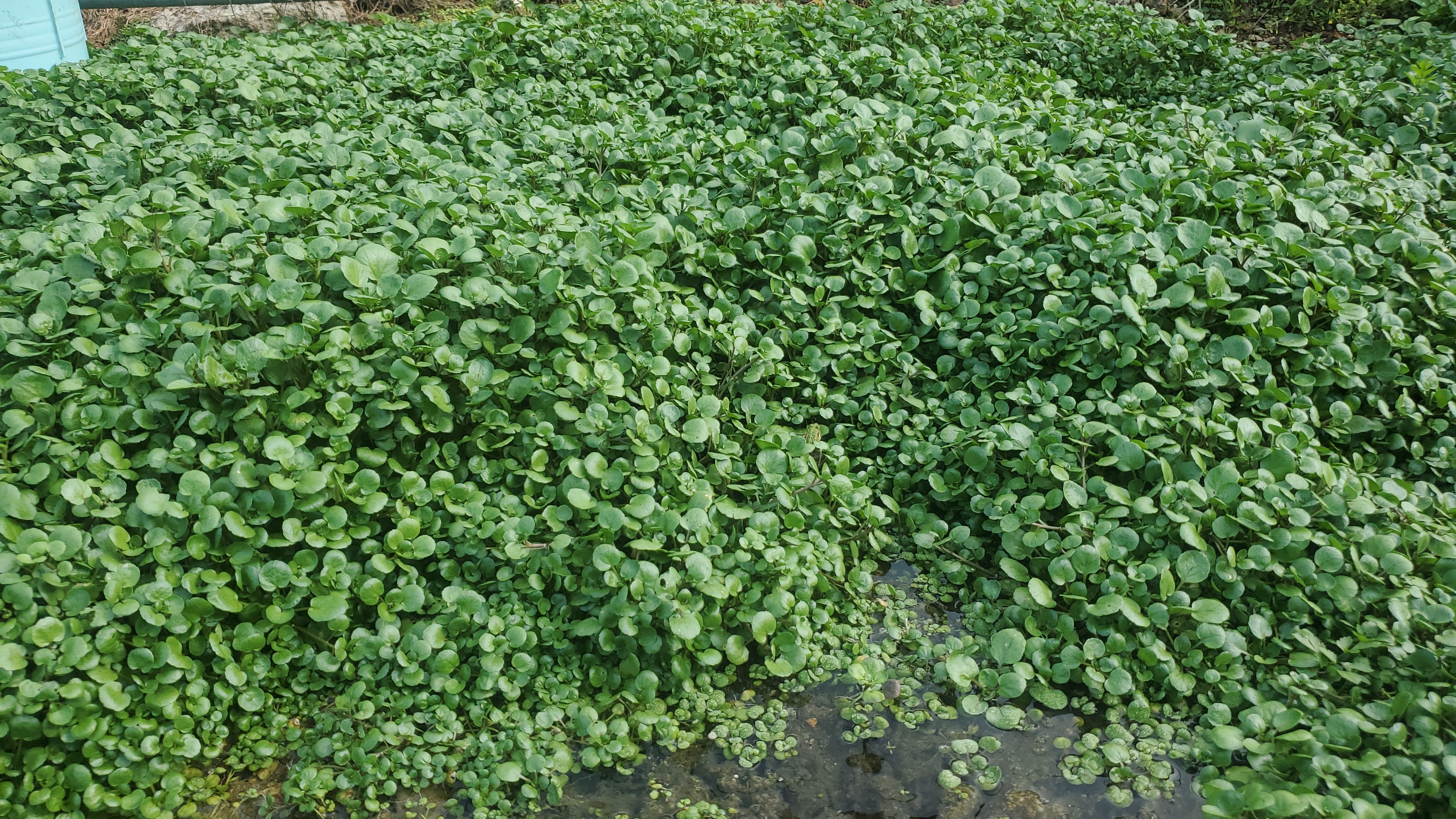 クレソンの通販・お取り寄せ商品｜野菜｜ポケットマルシェ｜産地