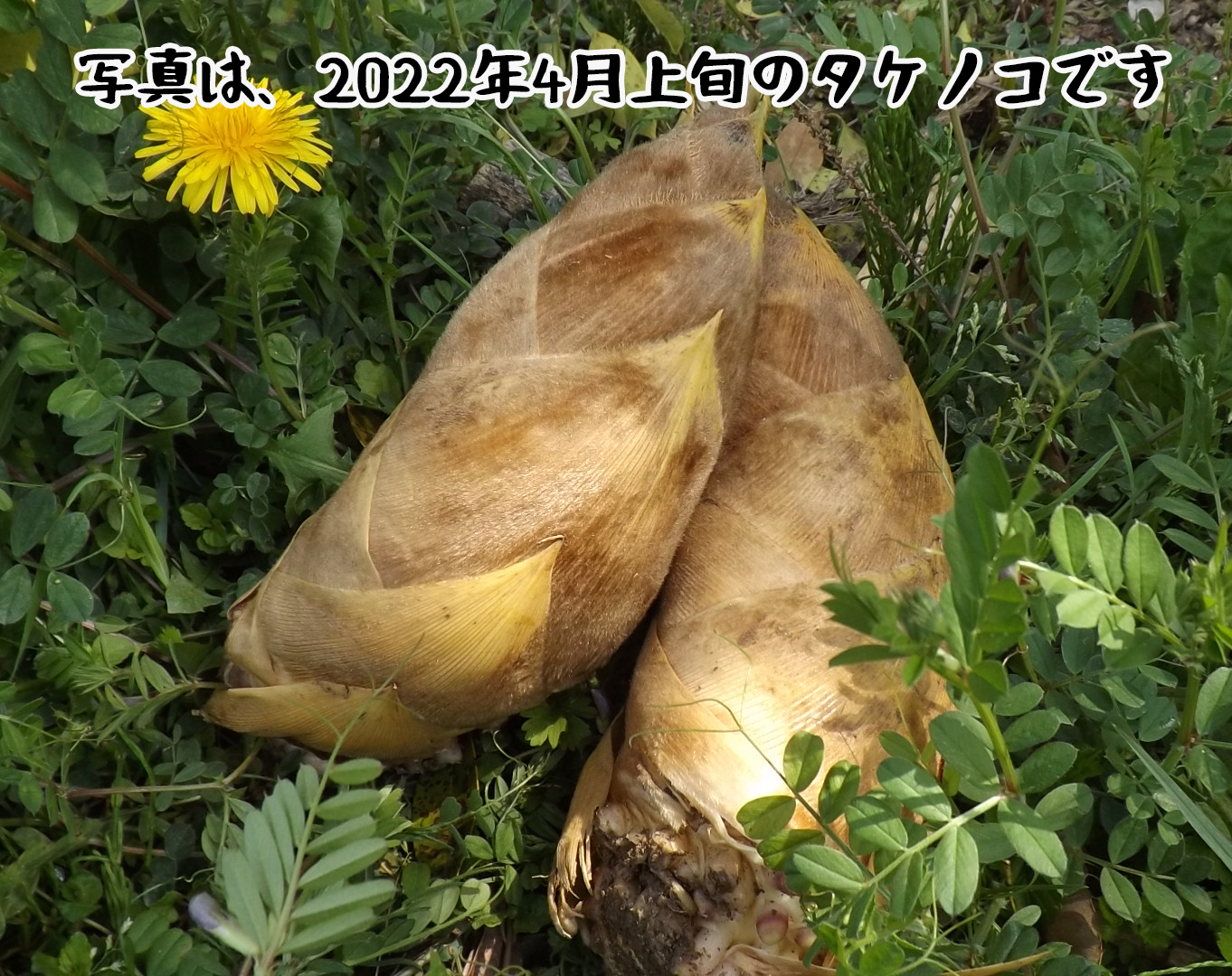 掘りたて筍 1キロ 愛知県産 - 野菜