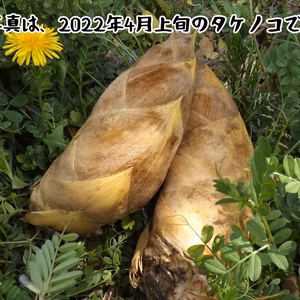 孟宗竹　たけのこ　3.0ｋg　愛知県産　★掘ってすぐ発送！★糠付き