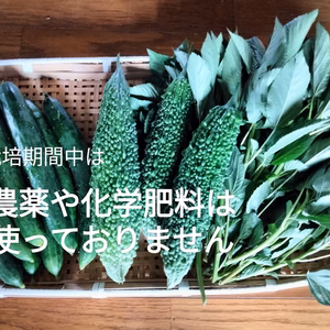 きゅうり1キロ、ゴーヤ700g、モロヘイヤ100g　旬の野菜のおまけ付き！