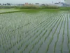 冬期湛水米　令和元年産　品種：あいちのかおり　農薬・化成肥料不使用