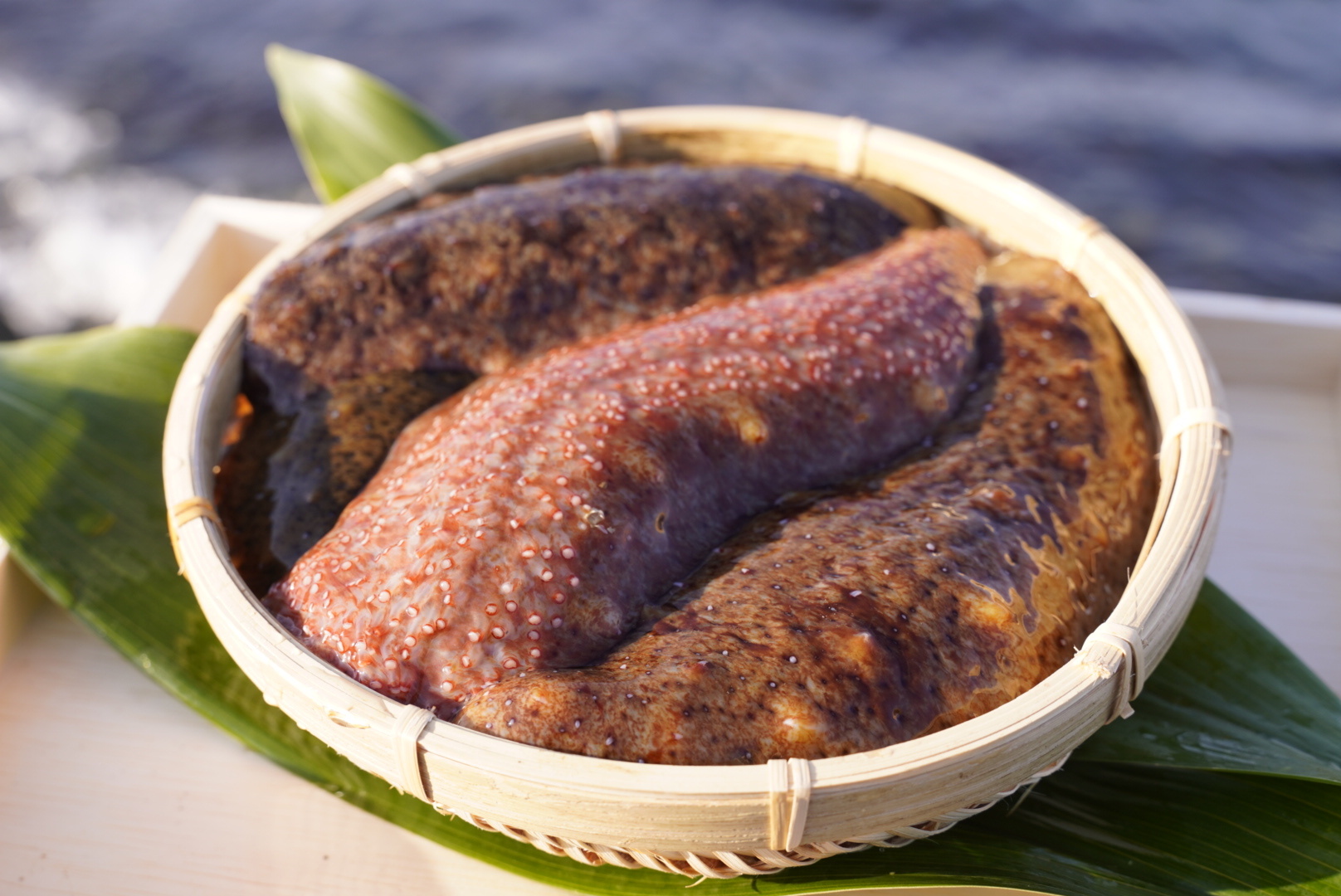 活赤ナマコ 海鼠（なまこ）【大阪最南端 岬町産】大漁価格！！｜ナマコ