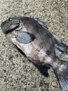 【魚突き】鹿児島県竹島の石鯛1.2kg 鱗、下処理済み
