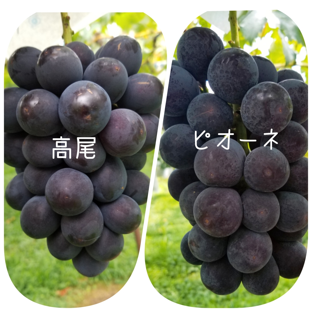 2大黒ぶどう食べ比べセット 高尾 ピオーネ 秀品 A級 農家漁師から産地直送の通販 ポケットマルシェ