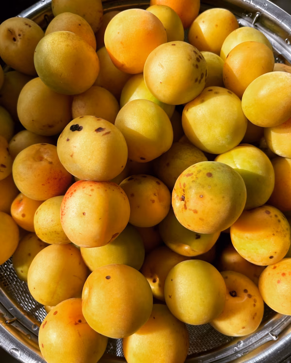 群馬県産 完全無農薬 完熟梅