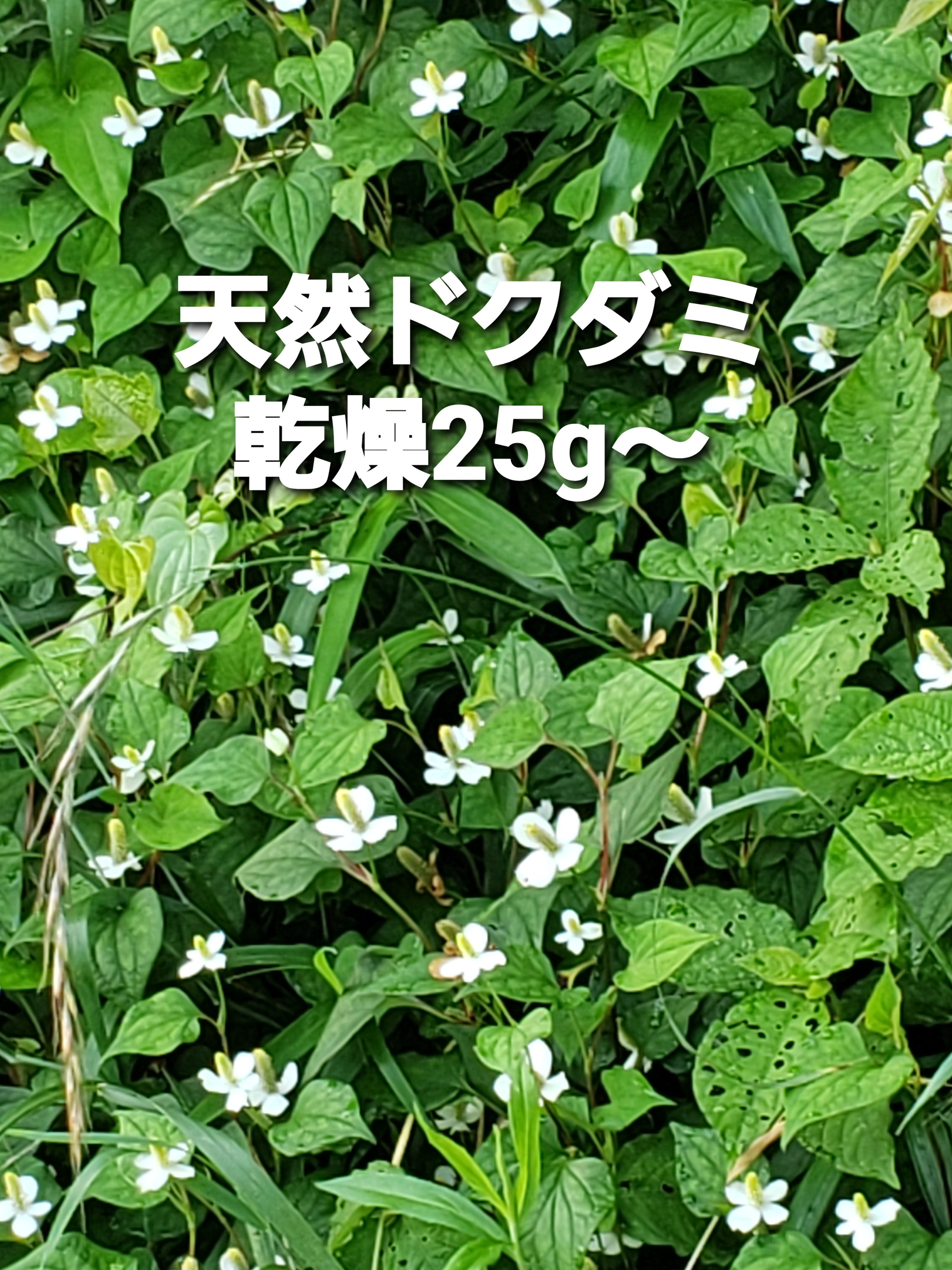 天然ドクダミ草乾燥葉茎花送料込み 農家漁師から産地直送の通販 ポケットマルシェ