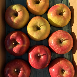 家庭用2種SET!! サンふじとぐんま名月 ３ｷﾛ箱 9〜13