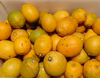  訳ありレモン、お徳用（ワックス 防腐剤不使用）果汁用