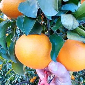 早生八朔　 木成り早生八朔 八朔　和歌山県有田産  サイズM以上混合