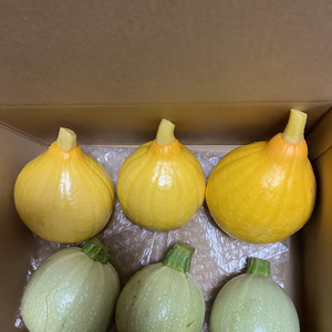 コリンキー&丸ズッキーニの3個ずつセット（栽培期間中無農薬）