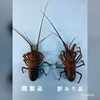 特大　訳あり　活伊勢海老 約800〜850g×1匹〜　　