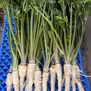 葉付き根パセリ / parsley root