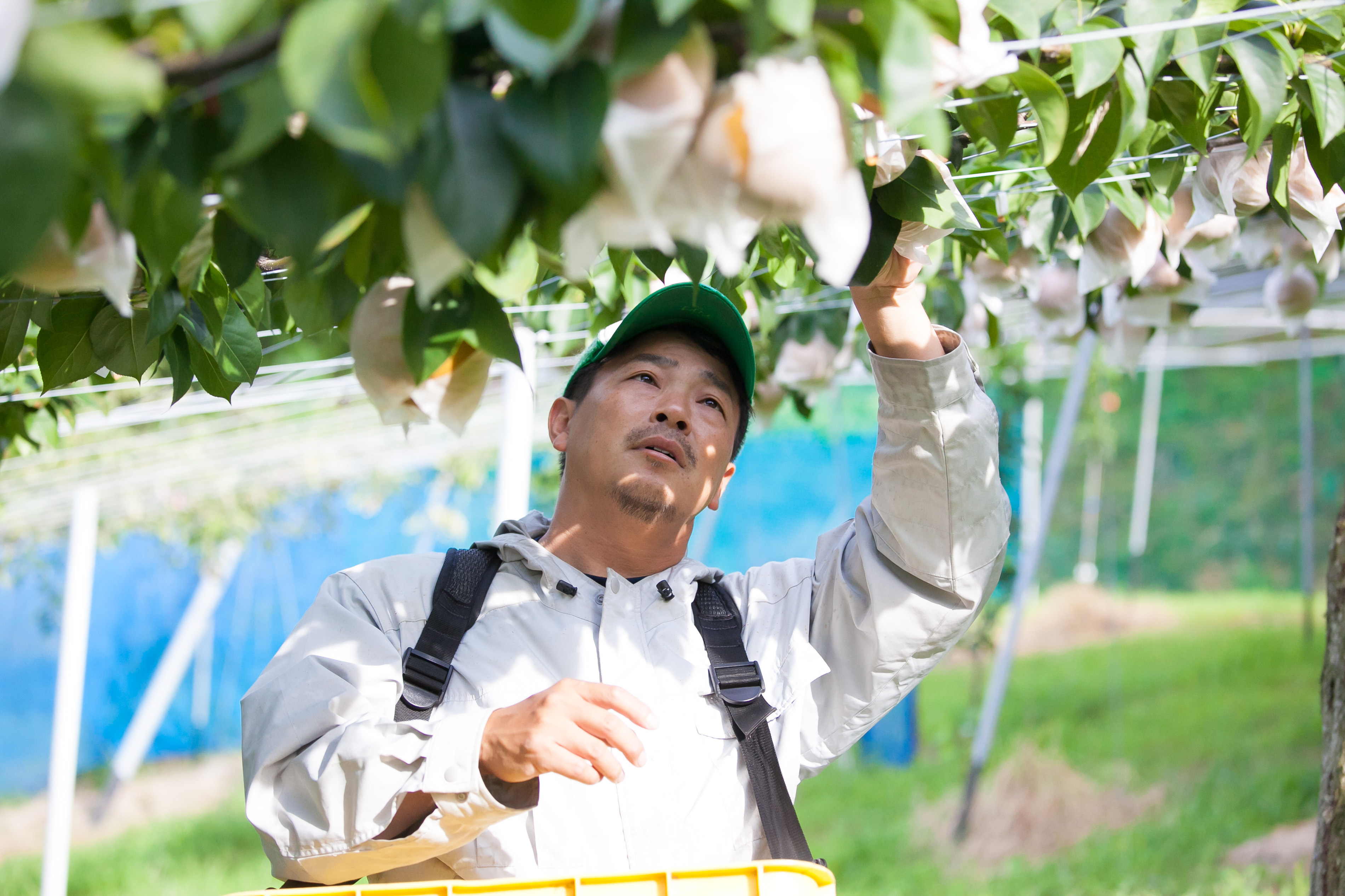 紀州有田産「まる太農園」の秋月梨 約2.5kg箱(5〜7個入り)