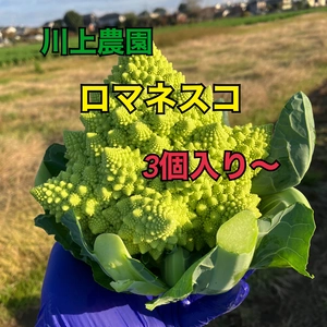 【川上農園】世界一美しい野菜「ロマネスコ」3個セット