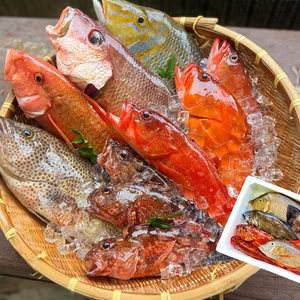 【夏季限定】宮崎の高級魚入セット｜8月末まで発送