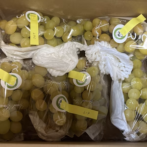 タンポポ農園の小粒なシャインマスカット