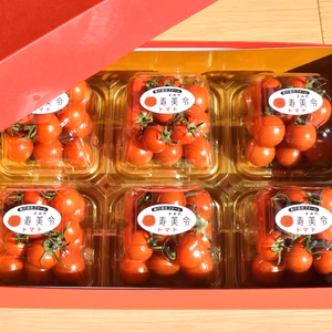 【贈答用】寿美令トマト（150g×6個／化粧箱入り）フルーツトマト　ミニトマト
