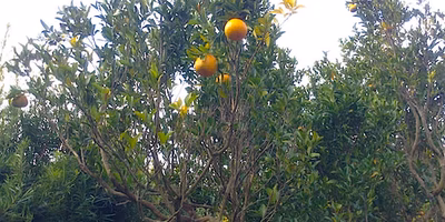 ポンカンが不作過ぎて販売すらないかもしれません