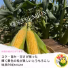 【7月上旬発送】まるで食べるコーンスープ⁉︎はらぺこ畑のイチオシご褒美【味来】