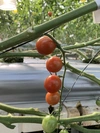 【美味しいトマトを目指して！】ヤシガラ栽培と水耕栽培で育てたミニトマト