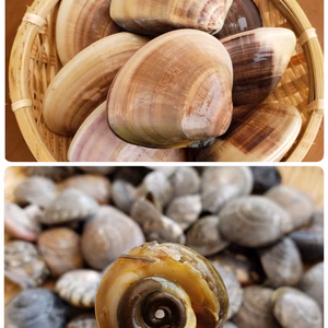 九十九里、地はまぐり☆冷凍ボイルながらみセット