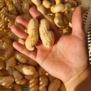 おおまさりネオ　ラッカセイ　生落花生　北海道産　５００g～