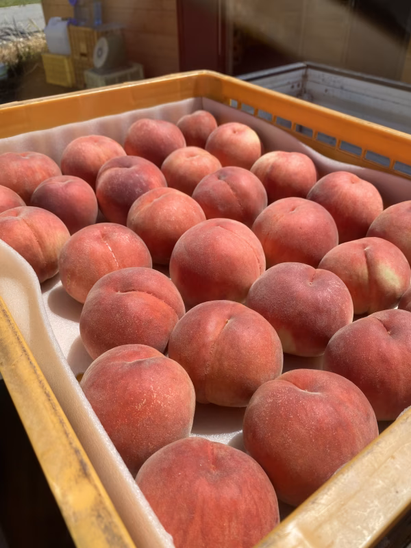 夏かんろ　甘みが強いジューシーな桃✨朝採りしてその日に発送します！