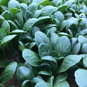 【特価】減農薬小松菜80サイズ