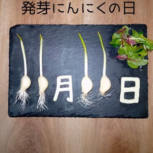 【11月11日は発芽にんにくの日】　11/11までの限定！発芽にんにく増量セット