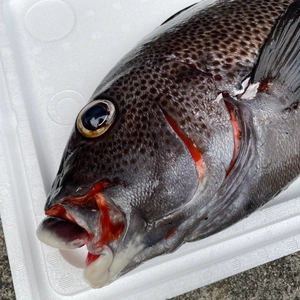 【魚突き】アジアコショウダイ3.0kg 鱗、下処理済
