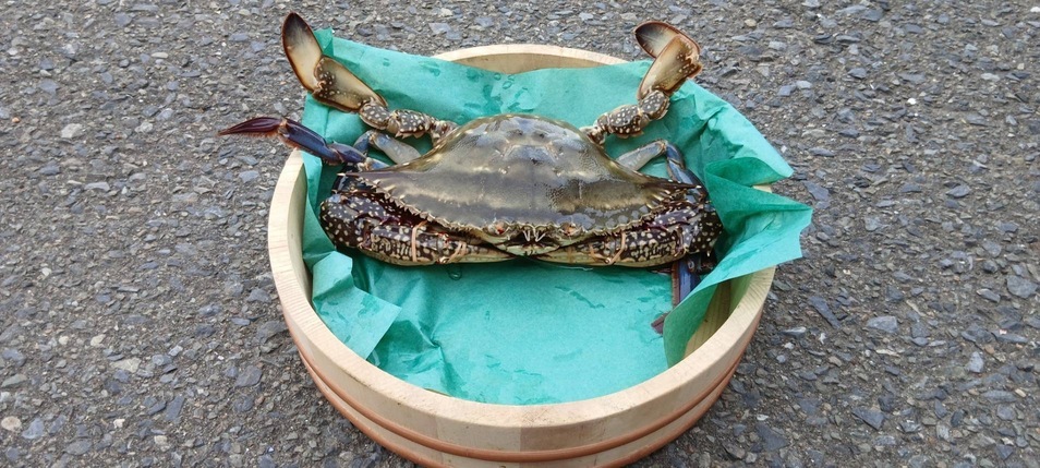 大きめワタリガニ 約3kg（3～6匹）｜カニの商品詳細｜ポケットマルシェ