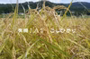 コシヒカリ　農薬不使用  有機肥料使用　２０２３年産　有機ＪＡＳ
