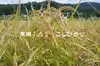 コシヒカリ　農薬不使用  有機肥料使用　２０２３年産　有機ＪＡＳ