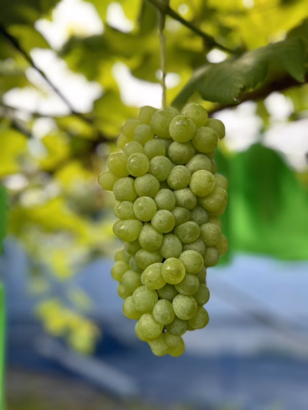 【ワケアリ！】ぱくぱく食べちゃう！甘～いエーデルワイス