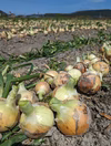 淡路島の玉ねぎ(保存可玉ねぎ✨)