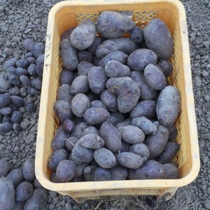 希少品種　タワラマゼラン　ジャガイモ　　　