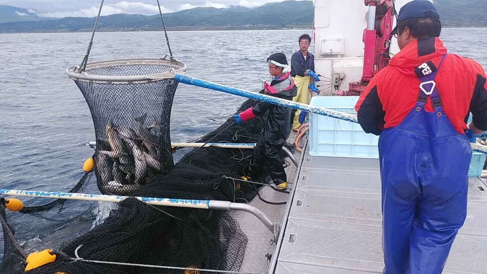 ［限定30本！] 秋鮭　オス　約3kg 北海道寿都産